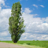 Lombardy Poplar Tree