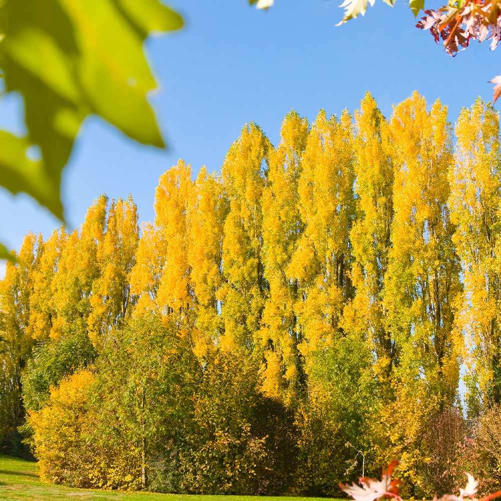 #1 - Lombardy Poplar Tree