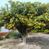 Loquat Tree