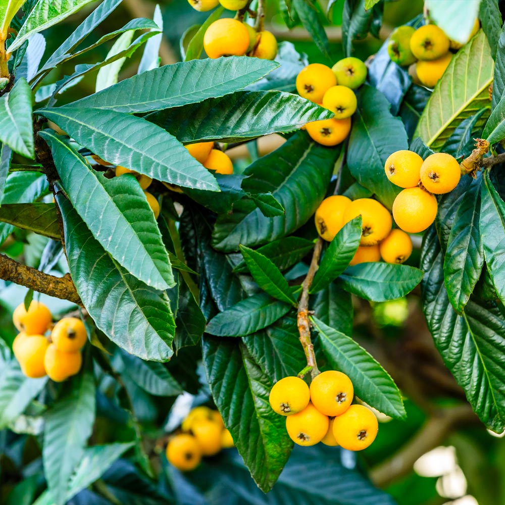 #1 - Loquat Tree