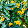 Loquat Tree