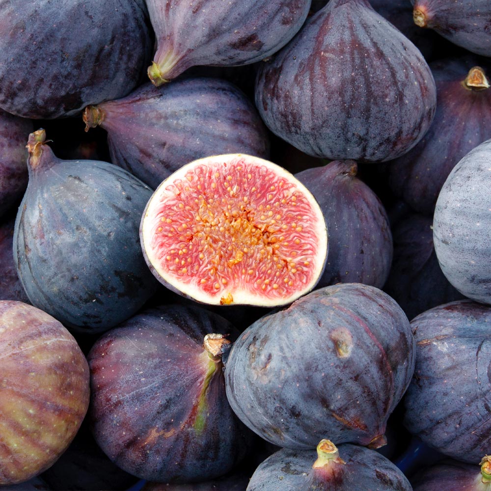 A photo of the LSU Purple Fig Tree