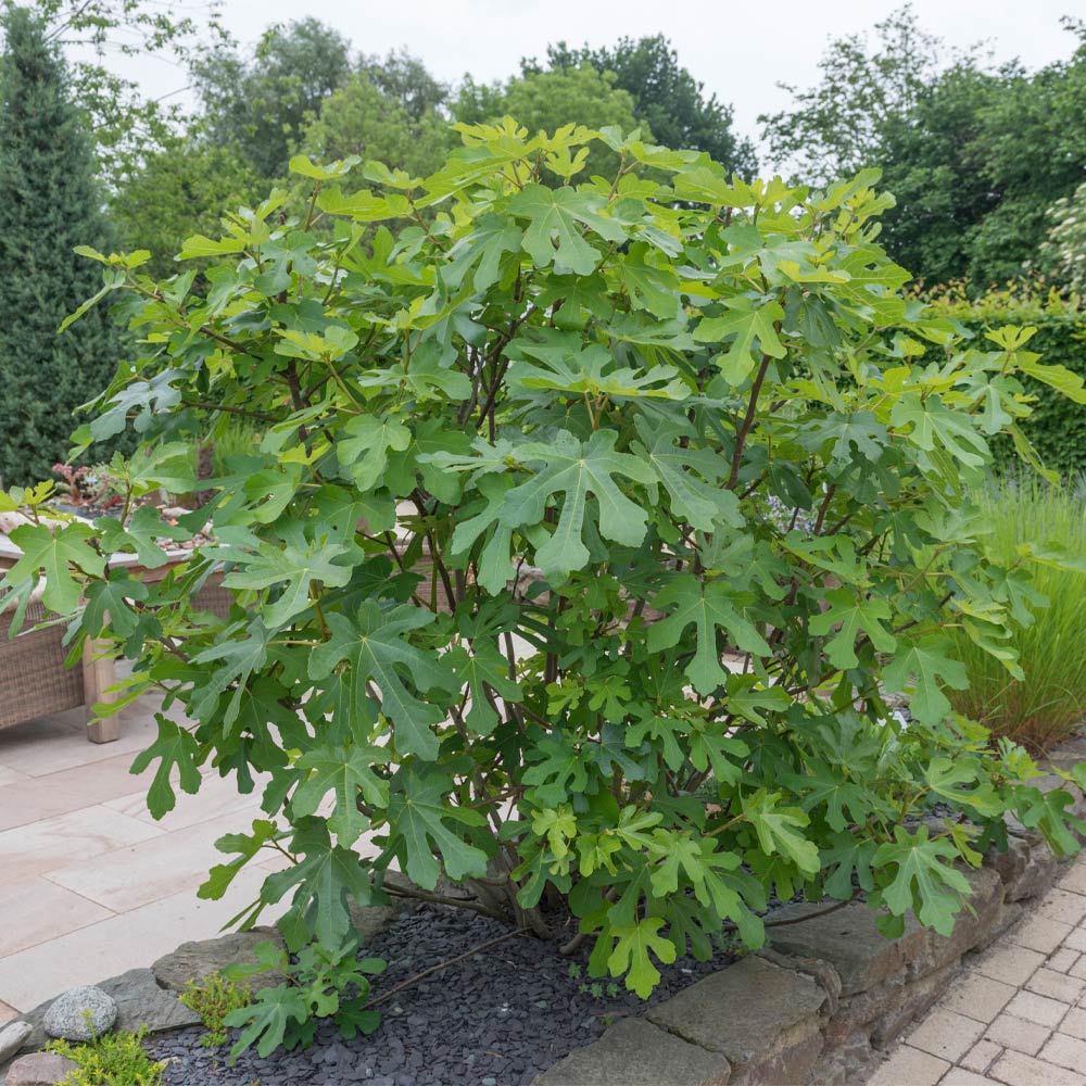 #2 - LSU Purple Fig Tree