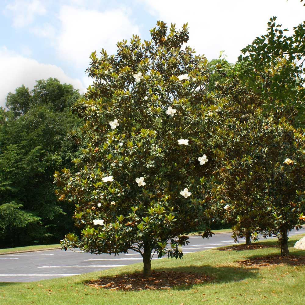 #3 - Little Gem Magnolia Tree
