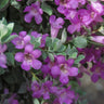Lynn's Legacy Texas Sage