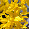Lynwood Gold Forsythia Shrub
