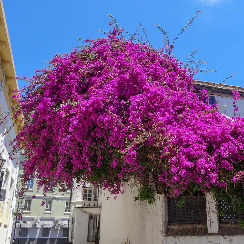 A photo of the Majestic Purple Bougainvillea