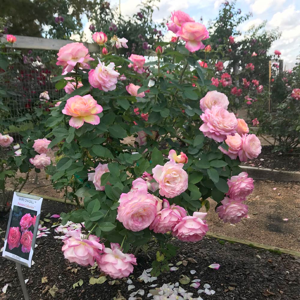 #2 - Marc Chagall™ Rose