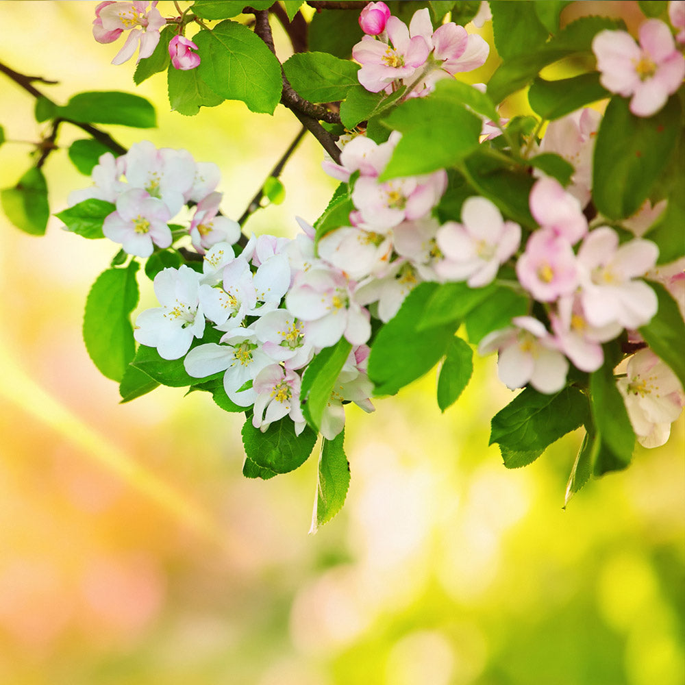 #4 - Mutsu Apple Tree