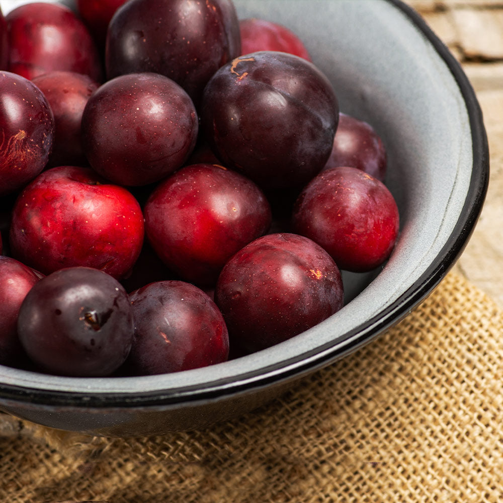 #2 - Methley Plum Tree
