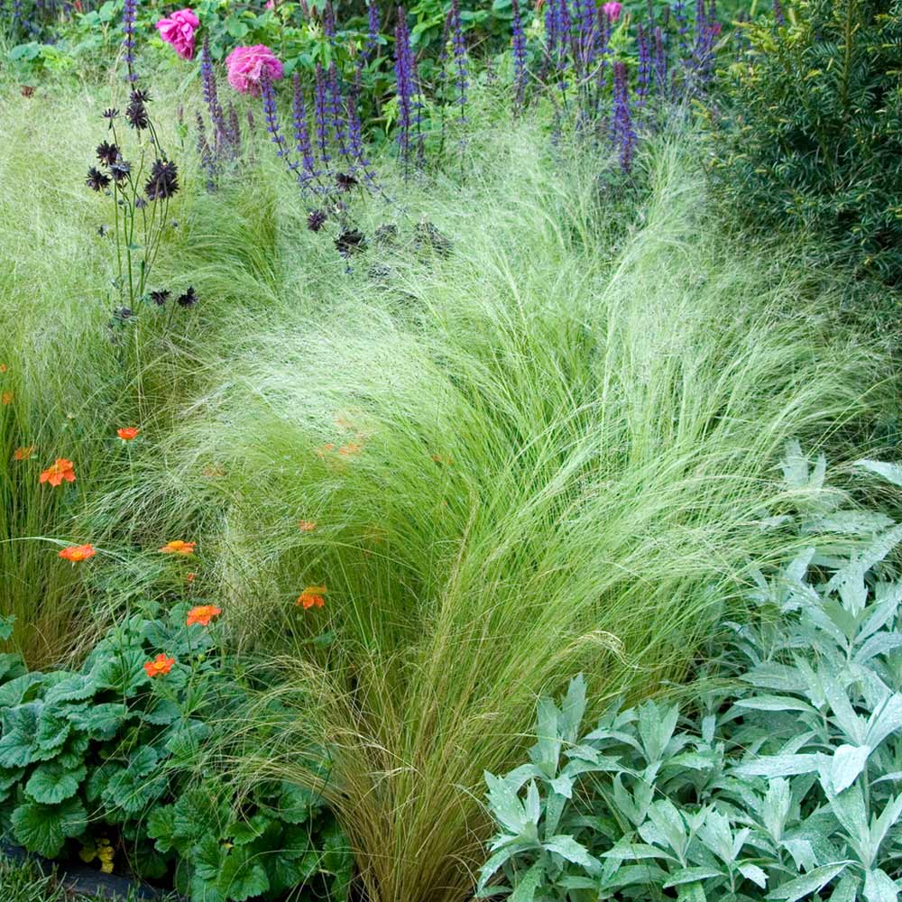 #2 - Mexican Feather Grass