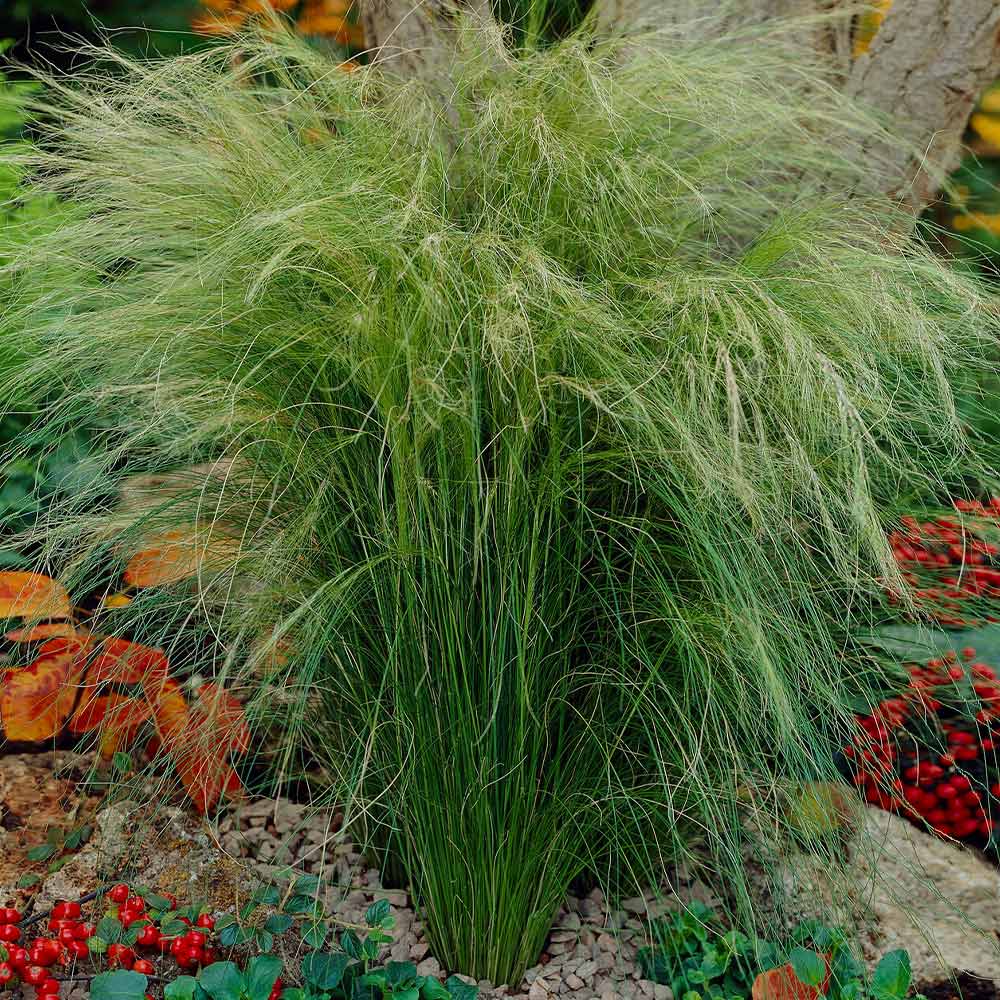 #3 - Mexican Feather Grass