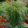 Mexican Feather Grass
