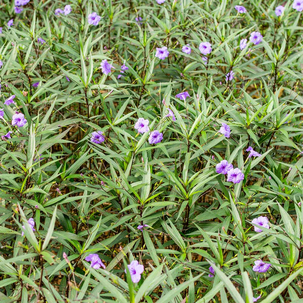 #2 - Mexican Petunia