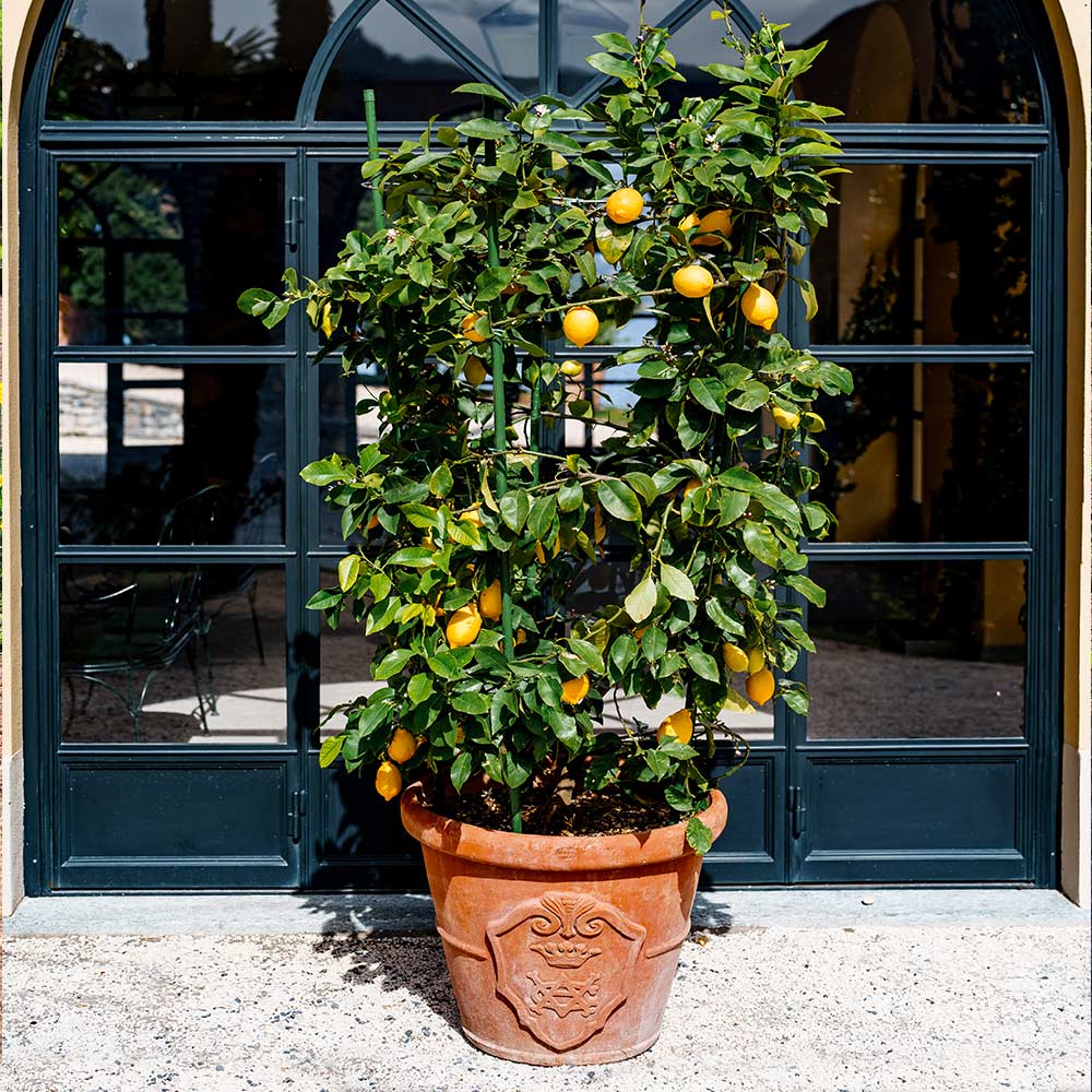 #4 - Meyer Lemon Bush