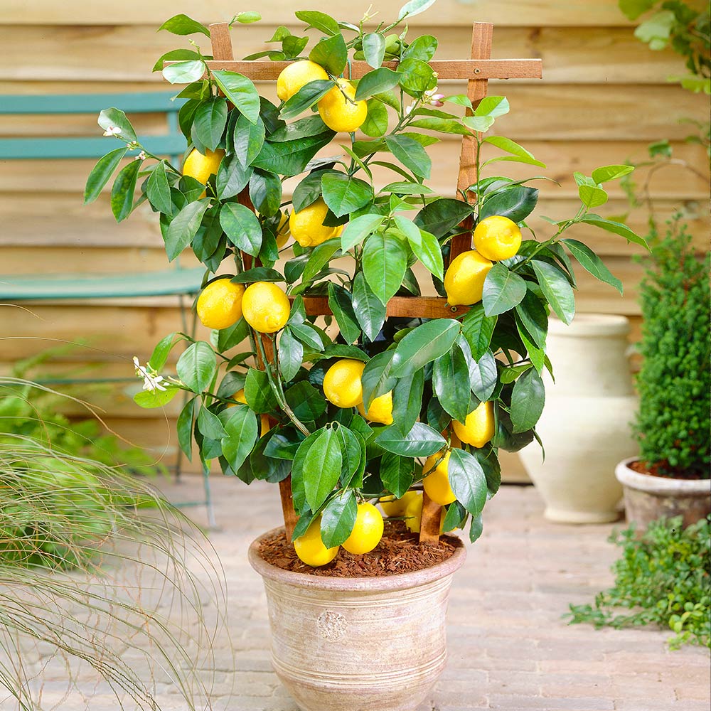 #1 - Meyer Lemon Bush