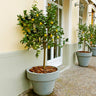 Meyer Lemon Tree