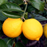 Meyer Lemon Bush