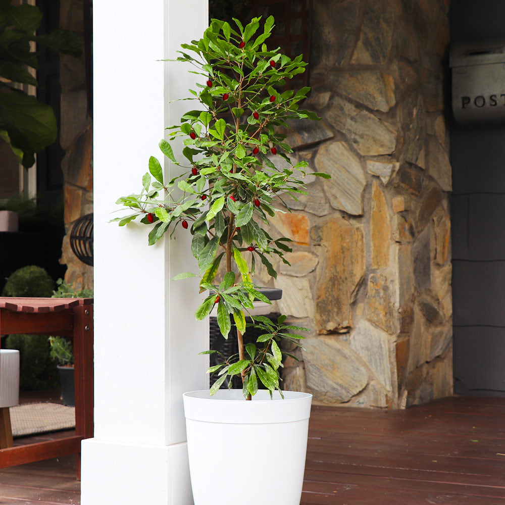 #1 - Miracle Berry Plant