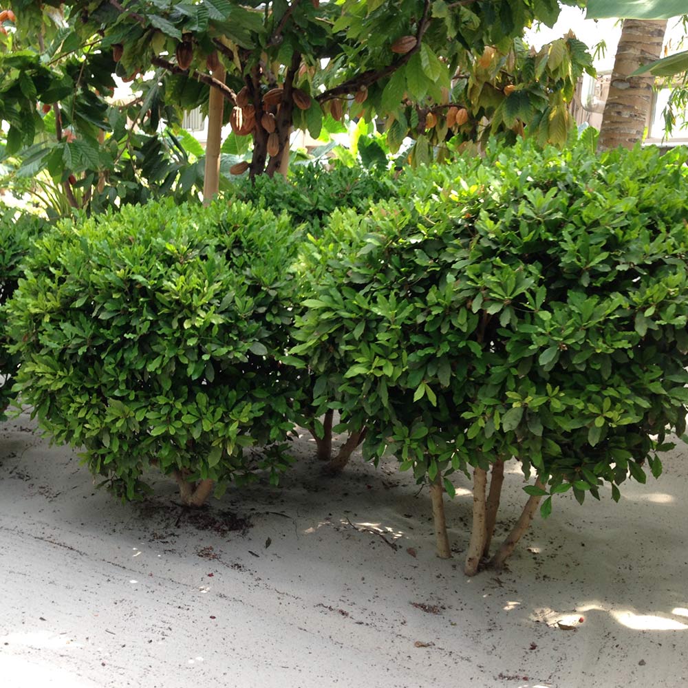 #4 - Miracle Berry Plant