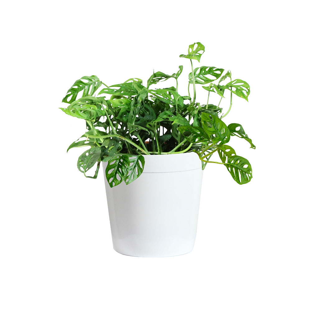 #4 - Monstera Adansonii Plant