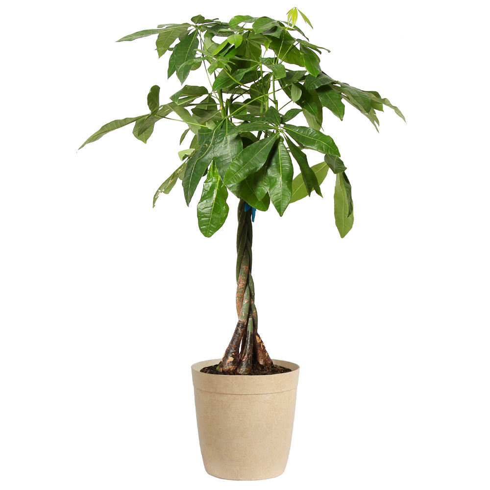 #2 - Money Tree