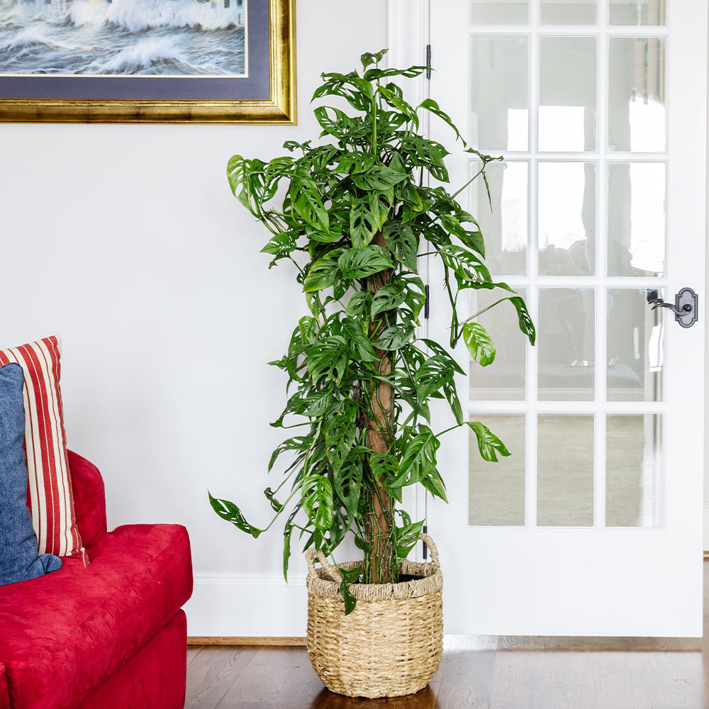 #2 - Monstera Adansonii Plant