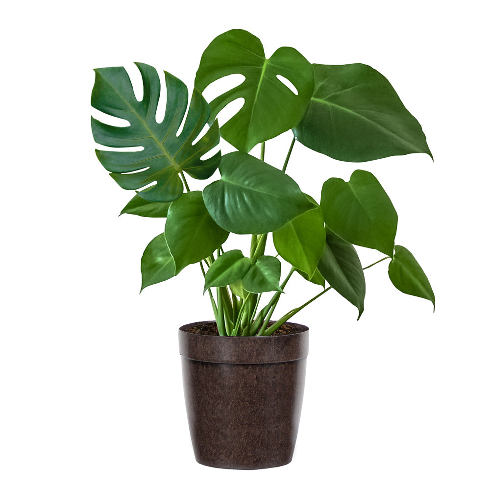 #4 - Monstera (Swiss Cheese Plant)