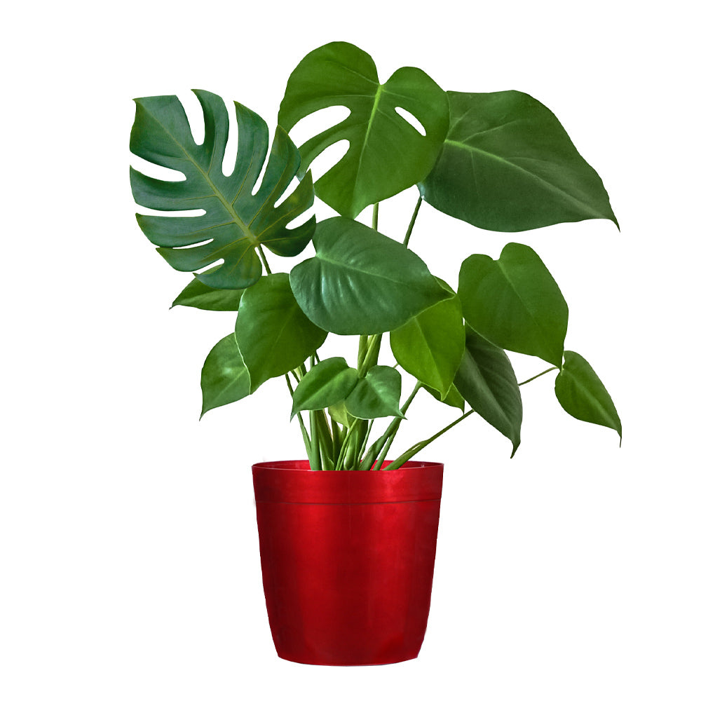 #7 - Monstera (Swiss Cheese Plant)
