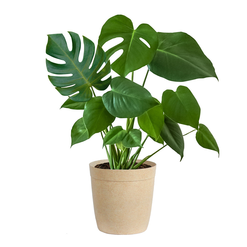 #5 - Monstera (Swiss Cheese Plant)