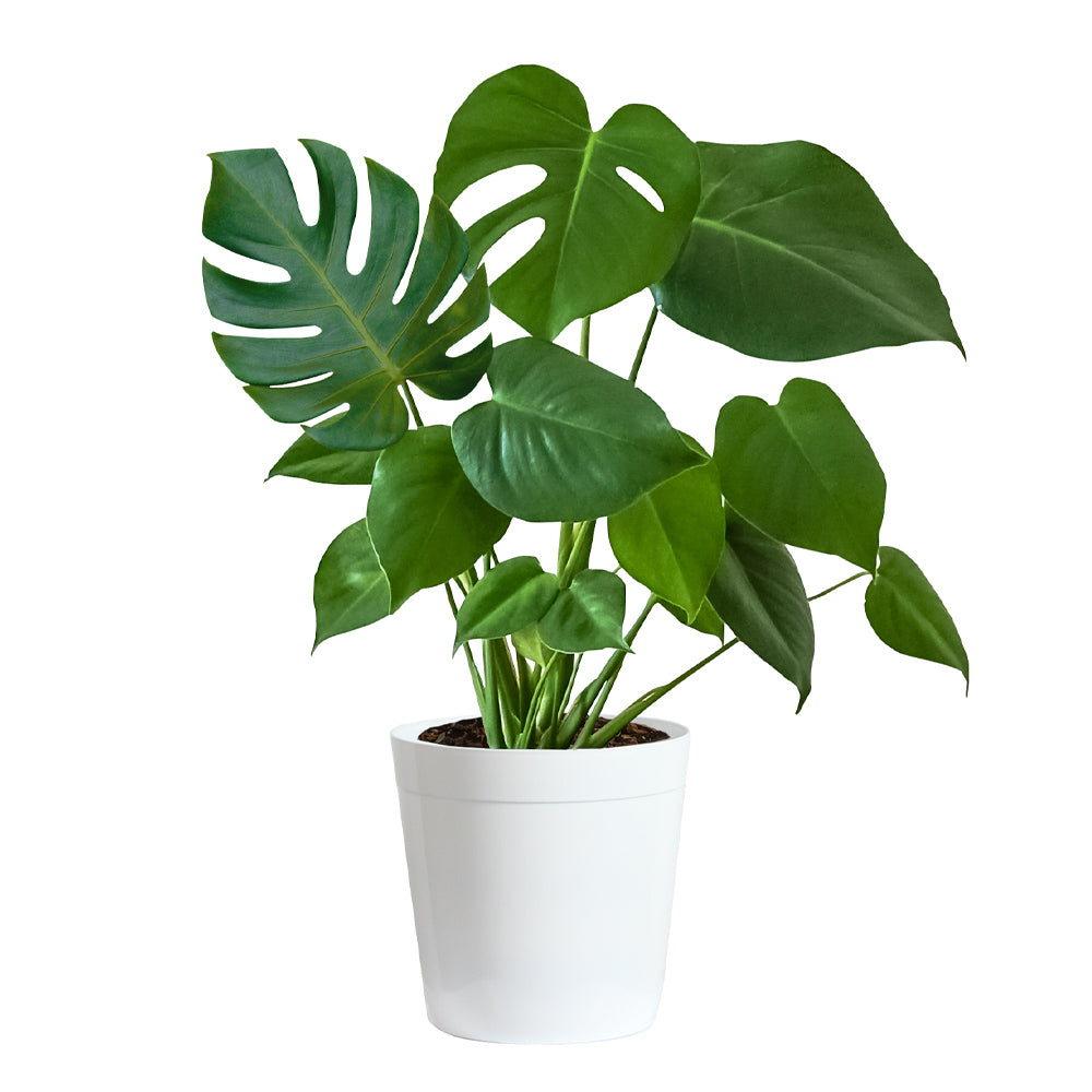 #6 - Monstera (Swiss Cheese Plant)