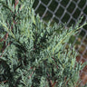 Moonglow Juniper Tree
