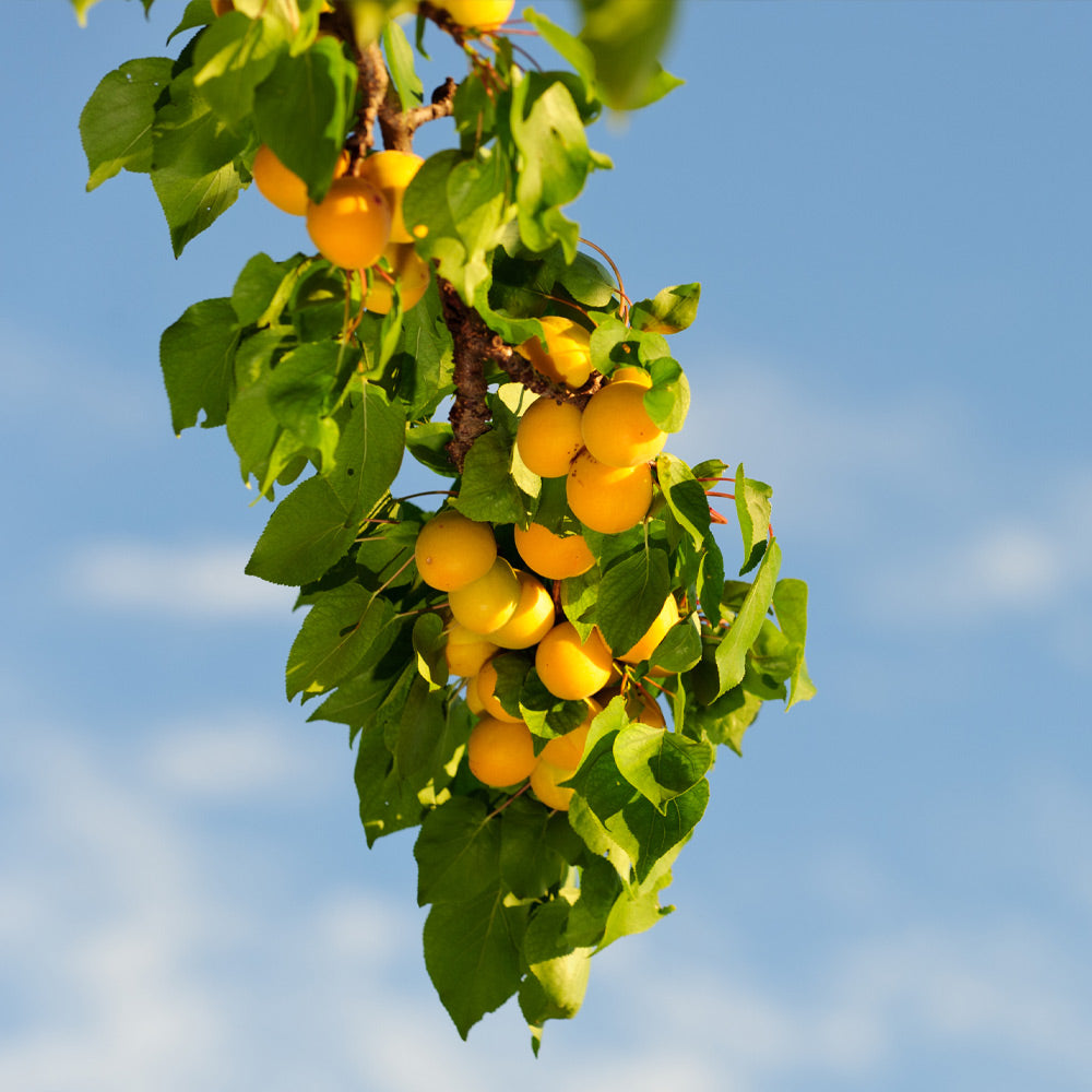 Moorpark Apricot Tree