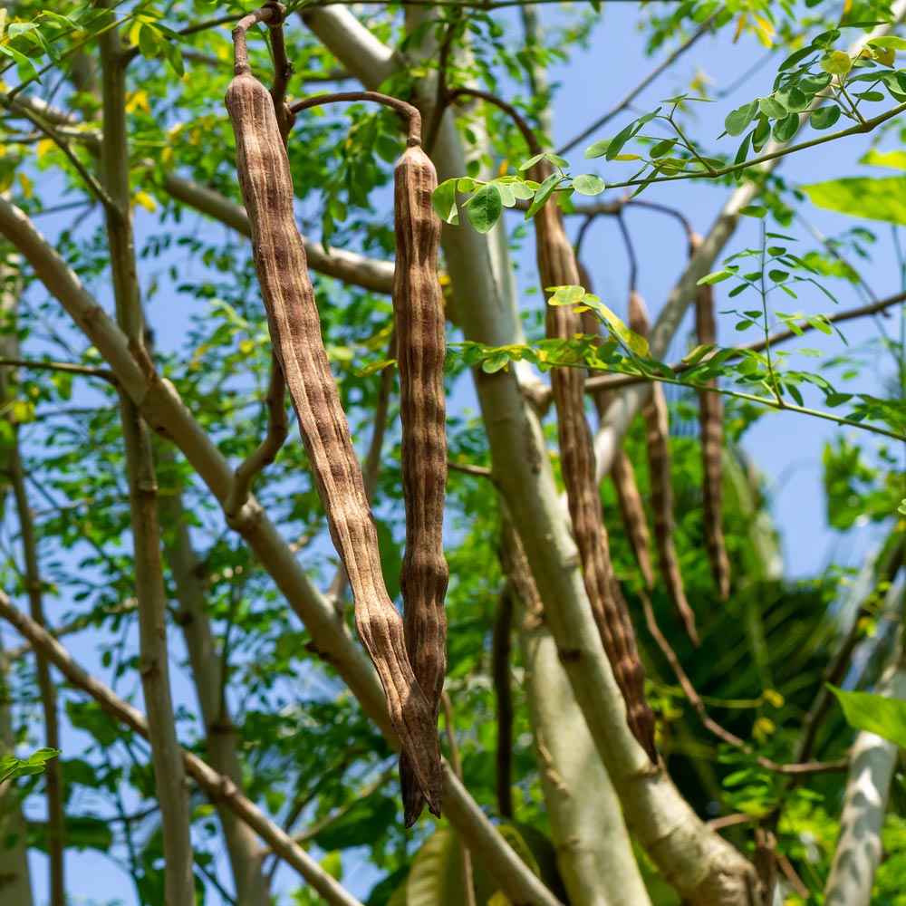 A photo of the Moringa Tree