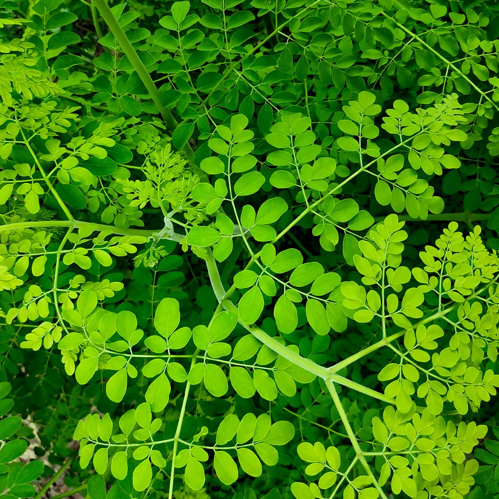 #4 - Moringa Tree