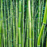 Bamboo Hedge Multiplex