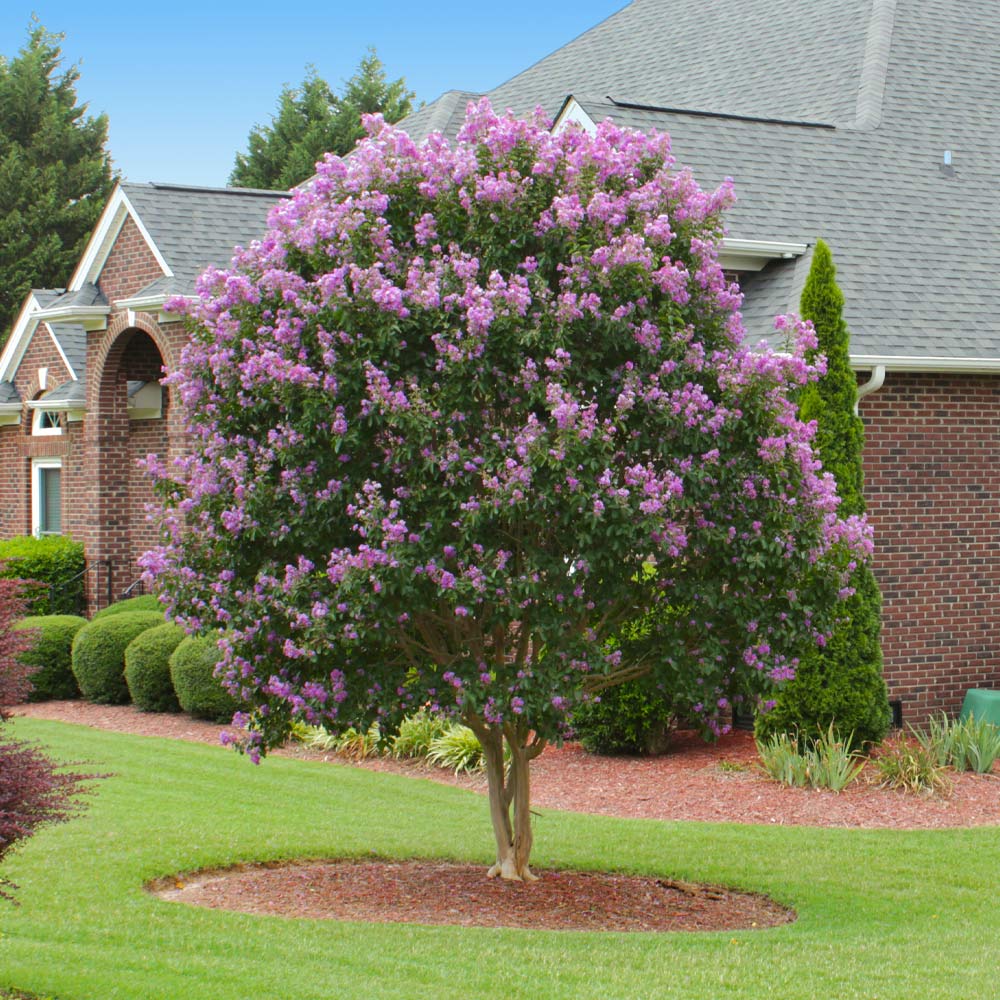 Muskogee Crape Myrtle Tree