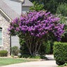 Muskogee Crape Myrtle Tree