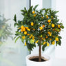Nagami Kumquat Tree