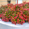 Fire Power Nandina Shrub