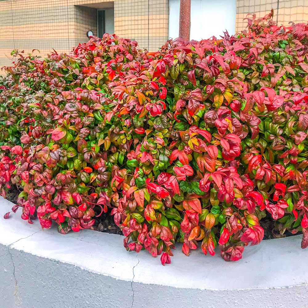 Fire Power Nandina Shrub