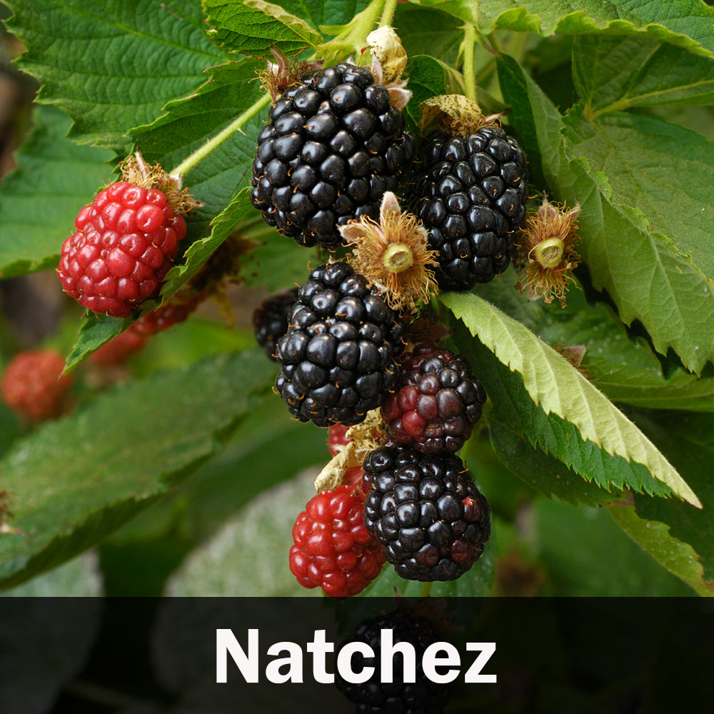 #4 - 3-in-1 Blackberry Bush