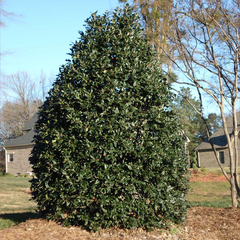 #2 - Nellie Stevens Holly Tree