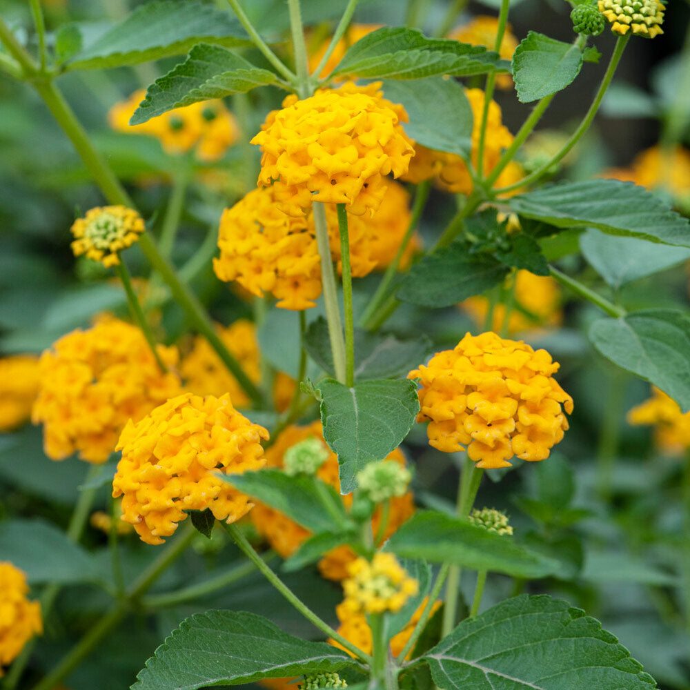 #2 - New Gold Lantana