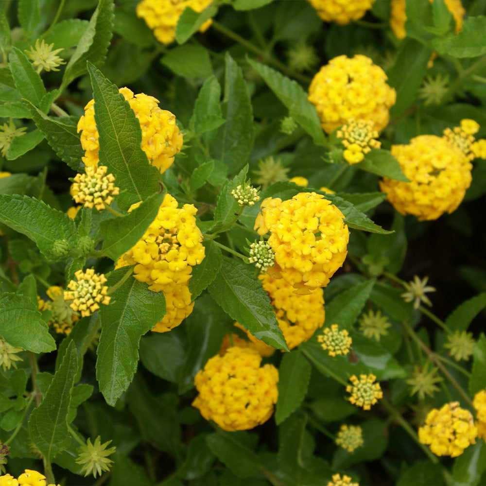 #3 - New Gold Lantana