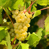 Niagara Grape Vine