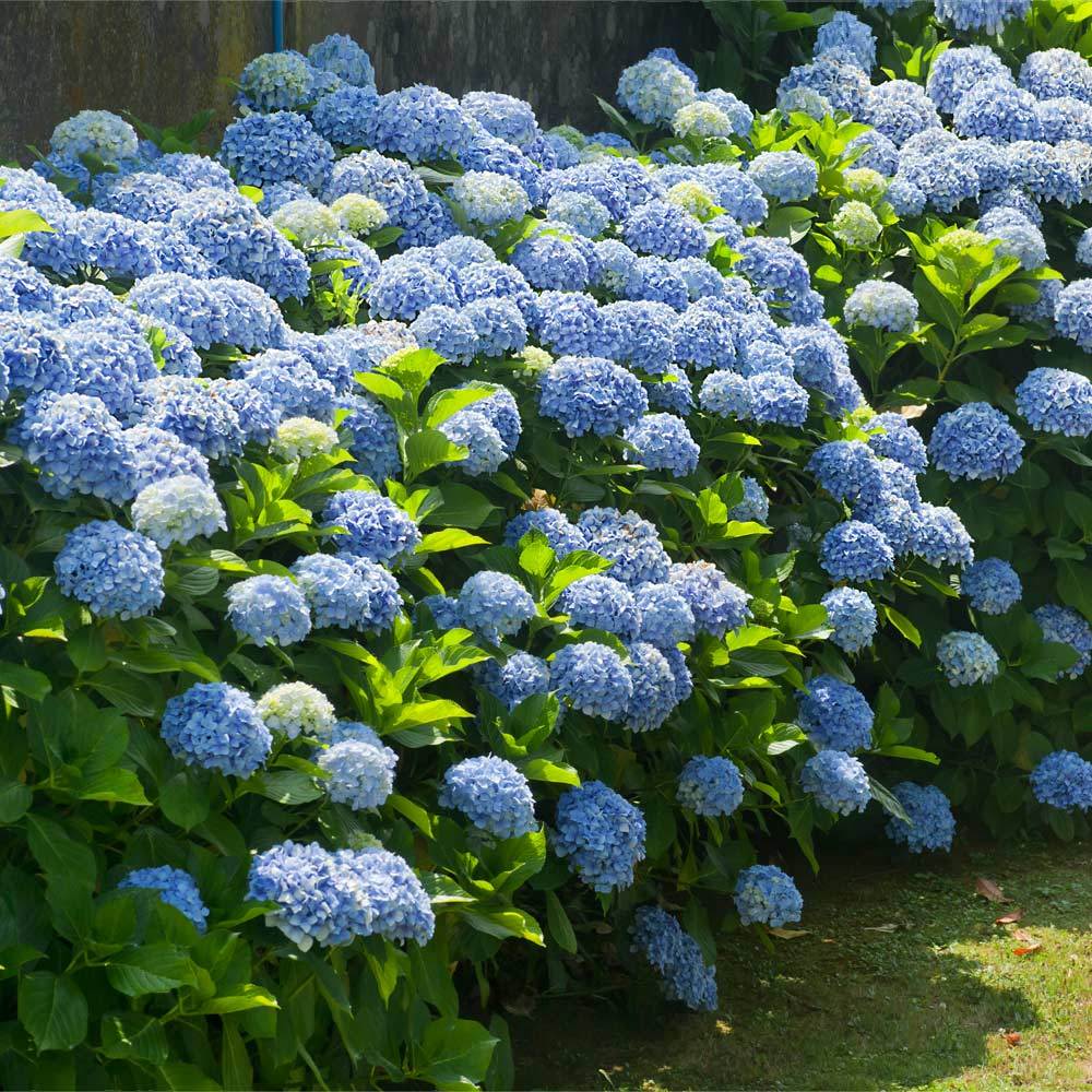 Nikko Blue Hydrangea Shrub