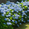 Nikko Blue Hydrangea Shrub