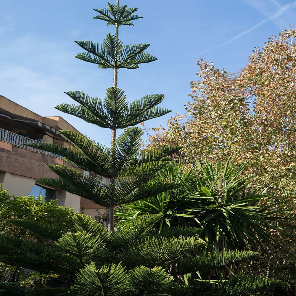 #5 - Norfolk Island Pine Tree