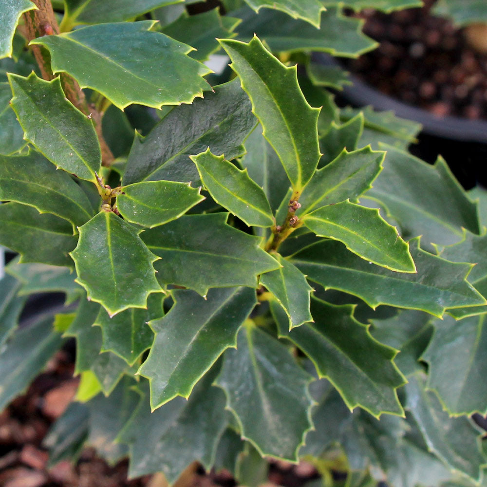 #3 - Oak Leaf™ Holly Tree